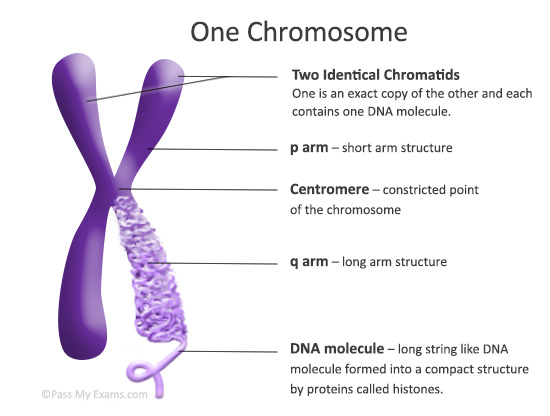 What Are Chromosomes Easy Exam Revision Notes For Gsce Biology