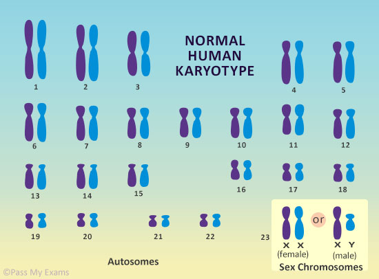What Are Chromosomes Easy Exam Revision Notes For Gsce Biology