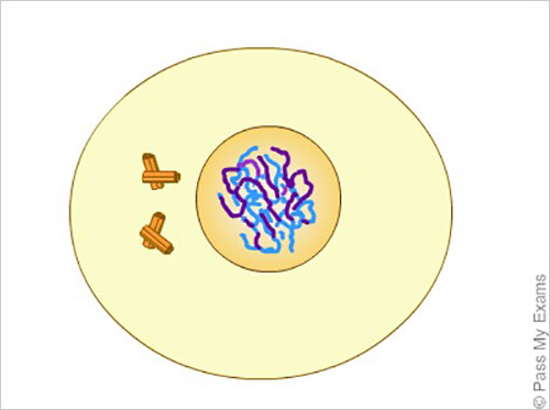prophase 1 picture