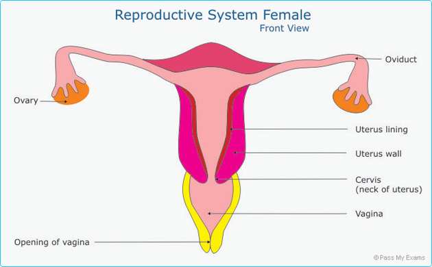 Female Reproductive System front view