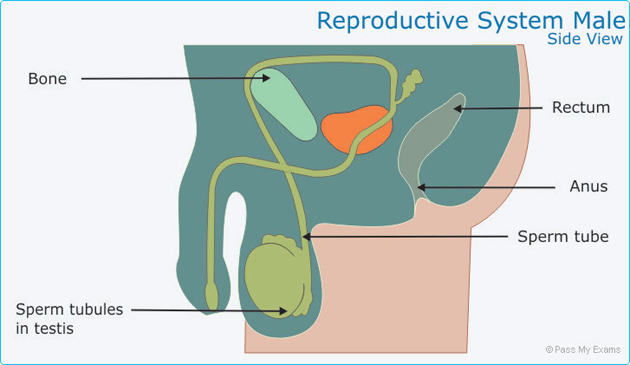 Male Reproductive System side view
